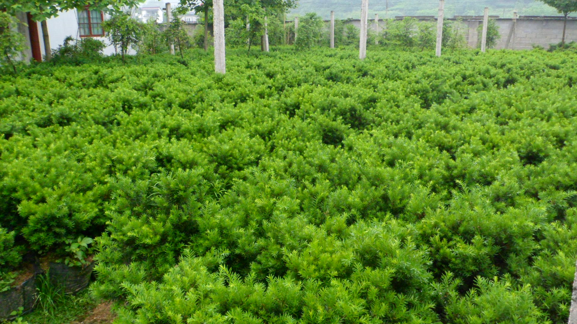 ����ͼƬ��